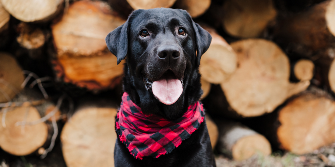 Paws and Patterns: The Endearing Trend of Pets Wearing Bandanas